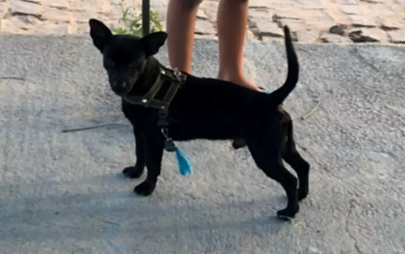 Polícia investiga furto de cachorro em Serrinha; idoso é suspeito