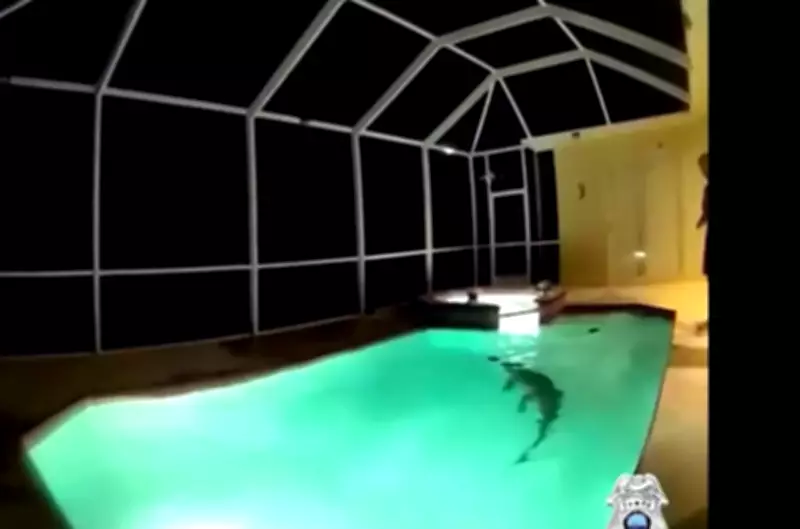 Polícia resgata jacaré que 'invadiu' piscina em Tampa, na Flórida