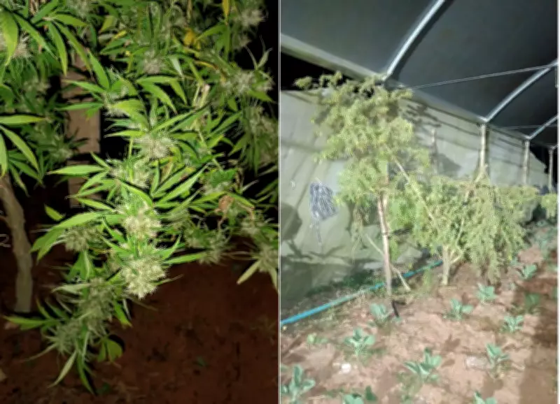 Policiais apreendem plantação de maconha e prendem dois homens em Nova Friburgo