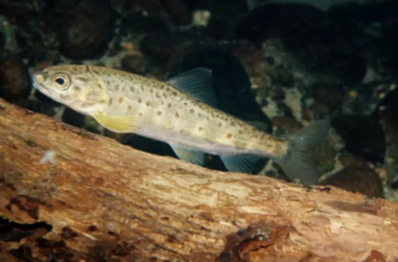 Poluição por cocaína altera comportamento de salmões na Suécia, revela estudo internacional