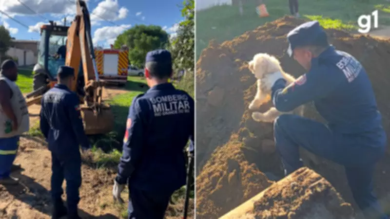 Poodle é resgatado após ficar preso em tubulação de esgoto no Rio Grande do Sul