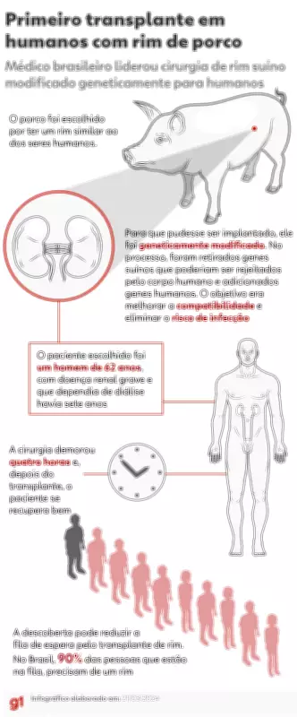 Porcos são a espécie mais viável para transplantes em humanos, revela pesquisa brasileira