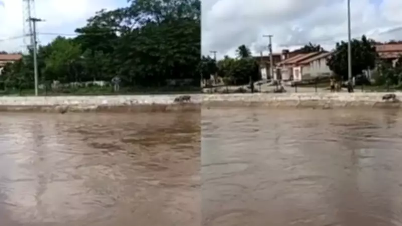 Porcos são arrastados por correnteza de rio após chuva em Massapê, CE