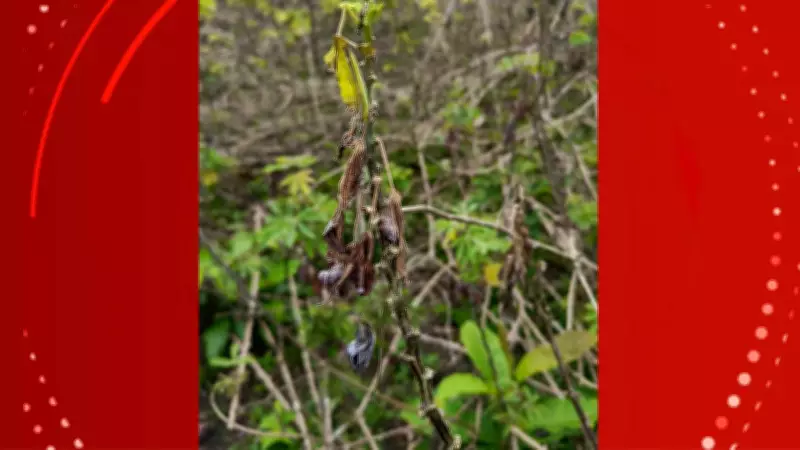 Praga vassoura-de-bruxa atinge comunidades de Macapá e Santana no Amapá
