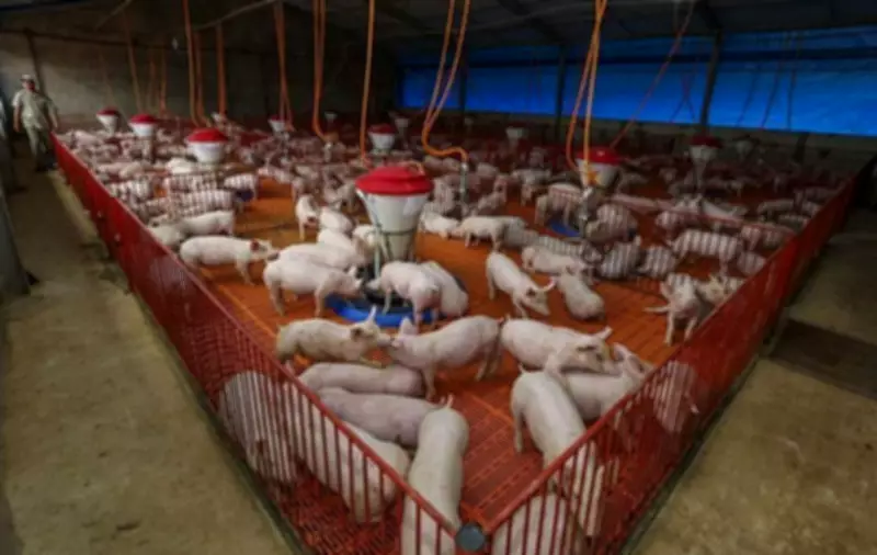 Preço da carne suína cai 2,8% em março e amplia vantagem competitiva frente à bovina