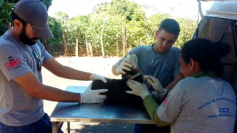 Presidente Prudente oferece microchipagem e exames gratuitos para pets em ação da UVZ