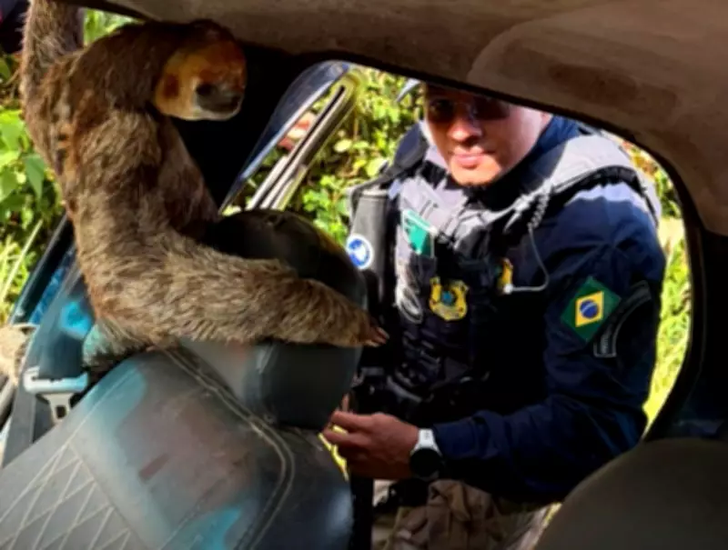 PRF flagra bicho-preguiça sendo transportado irregularmente dentro de carro no Amapá