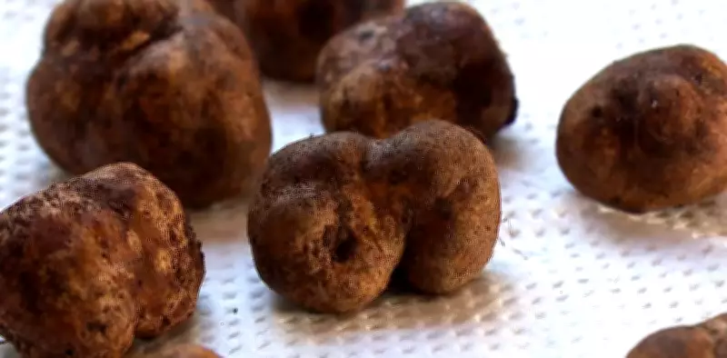 Produção de trufas no RS bate recorde com quilo a R$ 10 mil e se consolida no mercado