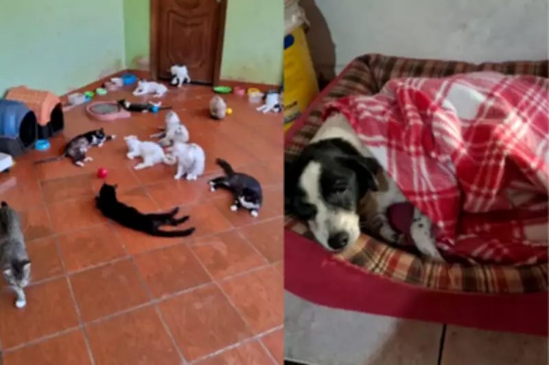 Projeto Mi Pets em Campo Grande pede ajuda para manter mais de 500 animais resgatados