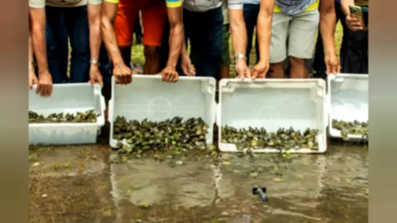 Projeto Quelônios nas Águas liberta 1.200 filhotes no Rio Amazonas em Santarém