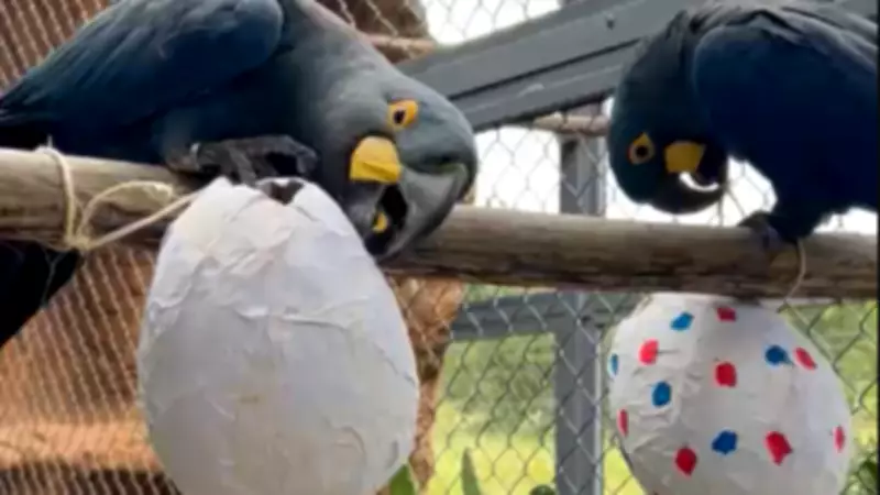 Páscoa animal: centro de conservação promove 'caça aos ovos' para araras e tamanduás em SP