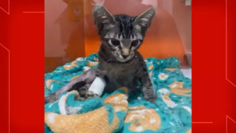 Psicólogo é condenado a 9 anos por maus-tratos a 17 gatos no Distrito Federal