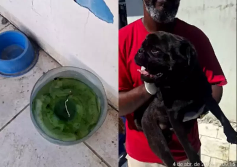 Pug é encontrado morto e cães são resgatados em situação de maus-tratos em Navegantes