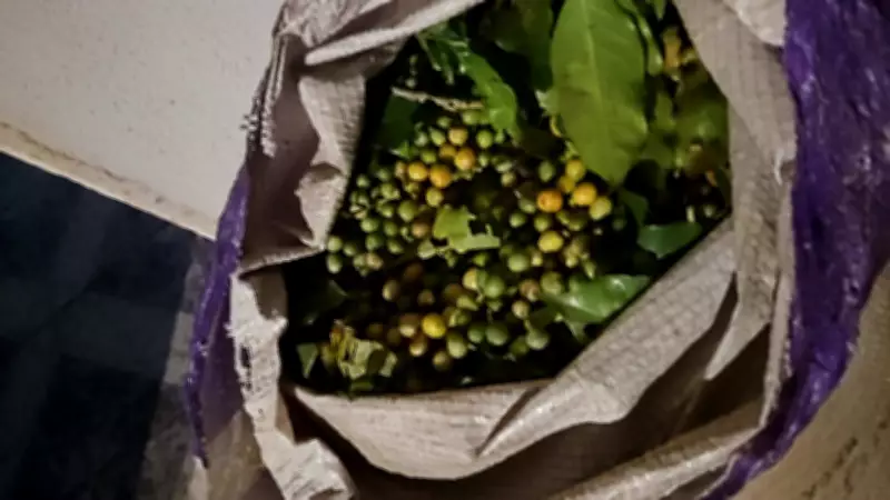 Quadrilha furta lavoura de café em Pedregulho; quatro são presos