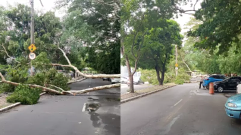 Queda de árvore interdita avenida Maranhão em Teresina após danos à fiação elétrica