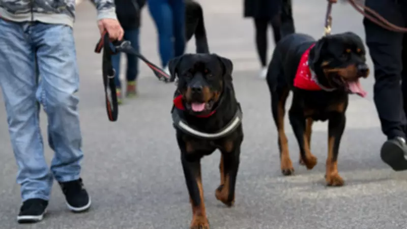 Raças Caninas Proibidas: 52 Países Têm Leis Restritivas para Cães Considerados Perigosos
