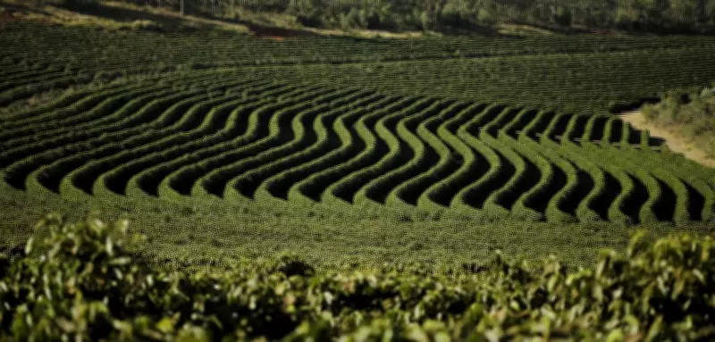 Rally da Produtividade em Patrocínio une café, tecnologia e conhecimento no campo