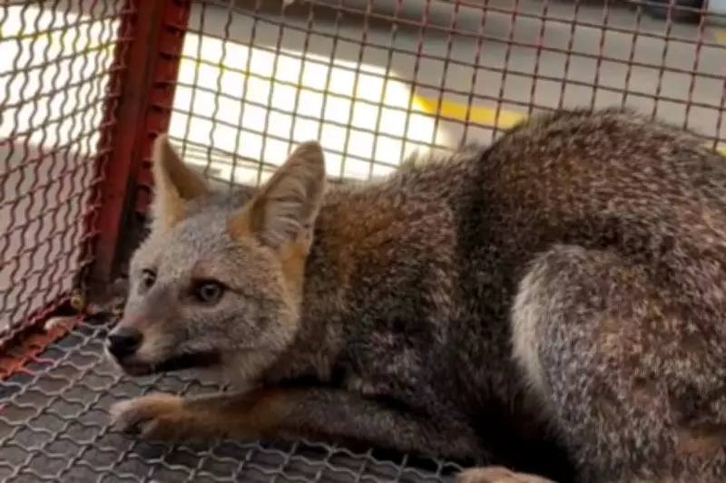 Raposinha-do-campo é resgatada em área urbana no interior de SP