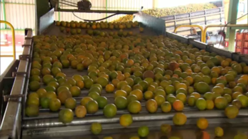 Receita das exportações de suco de laranja cai 27,1% na safra 2025-2026