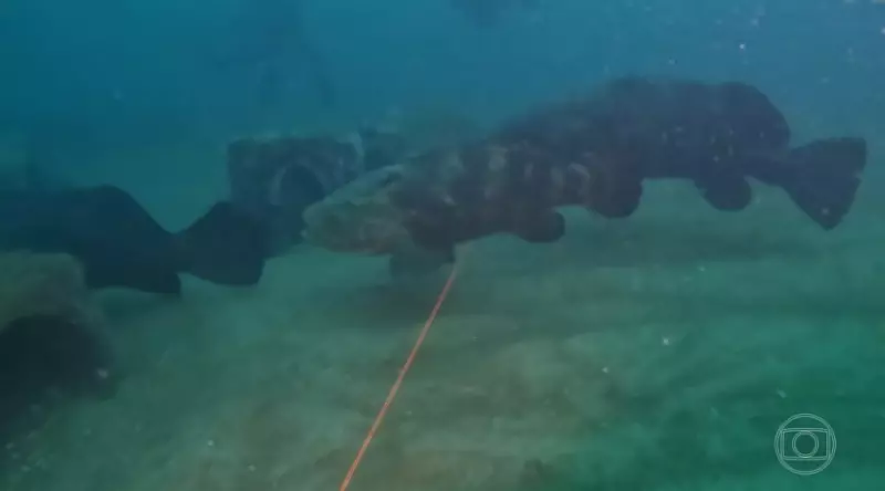 Recifes artificiais recuperam biodiversidade no litoral do Paraná após 25 anos