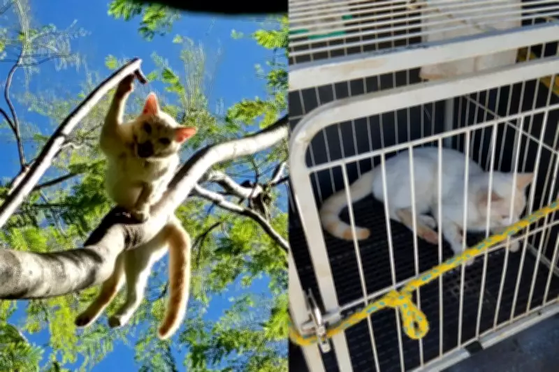 Resgate de gato em árvore termina com prisão da tutora por maus-tratos em Paranavaí