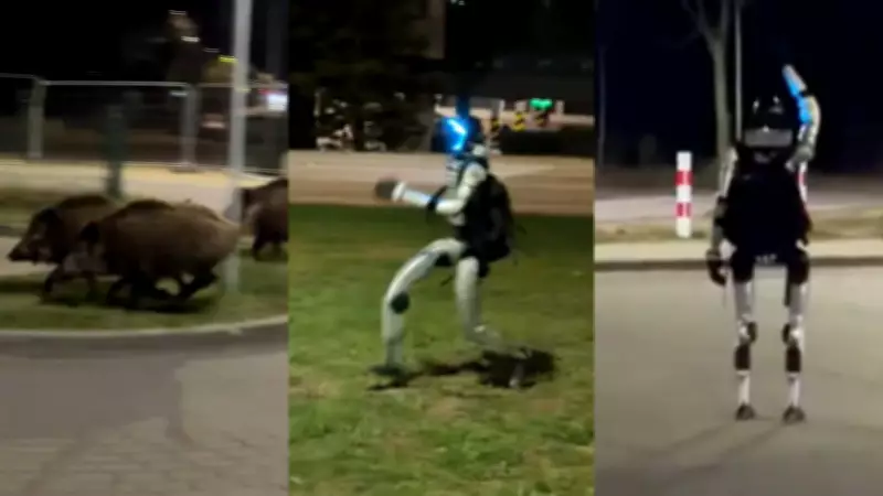 Robô humanoide persegue javalis em Varsóvia para controlar população animal