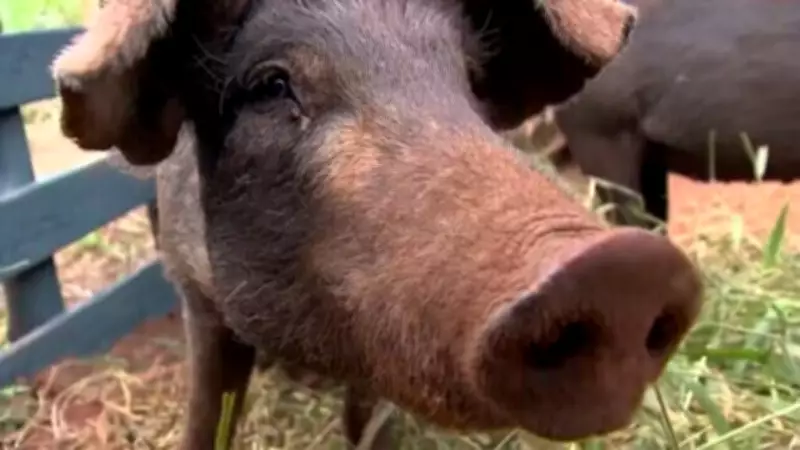 RS lidera importação de pelo de porco para fabricação de pincéis no Brasil