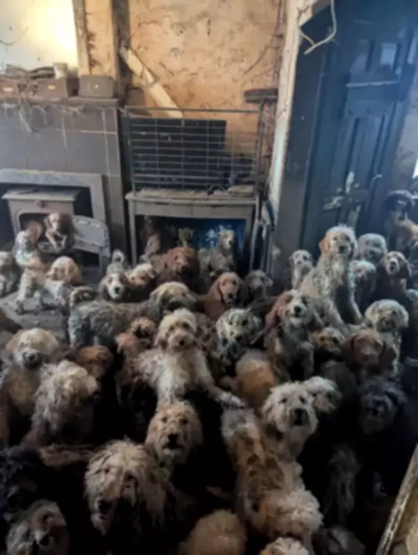 RSPCA desmente que foto de 250 cães resgatados seja IA e relata recuperação dos animais