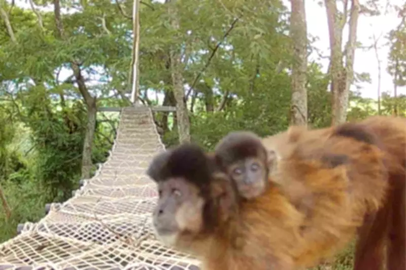 Rumo instala passagens suspensas para animais em malhas ferroviárias de São Paulo