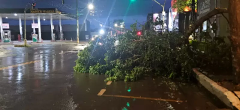 Árvore cai após forte chuva em Santarém e bloqueia via no bairro Santa Clara