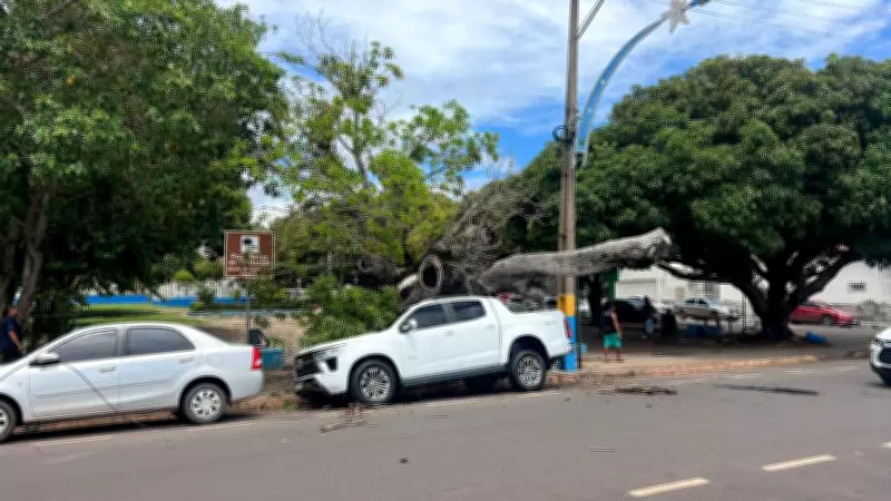 Árvore cai em Santarém e causa destruição, interrupção de serviços e interdição de via