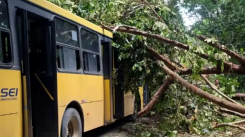 Árvore cai sobre ônibus na Estrada de Aldeia, em Paudalho, no Grande Recife