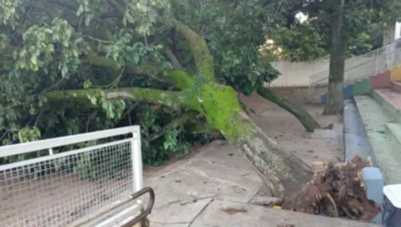 Árvore de grande porte cai em escola durante chuva intensa em Marília, SP