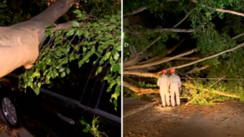 Árvore de grande porte desaba em temporal, atinge carro e interdita rua em São José dos Campos