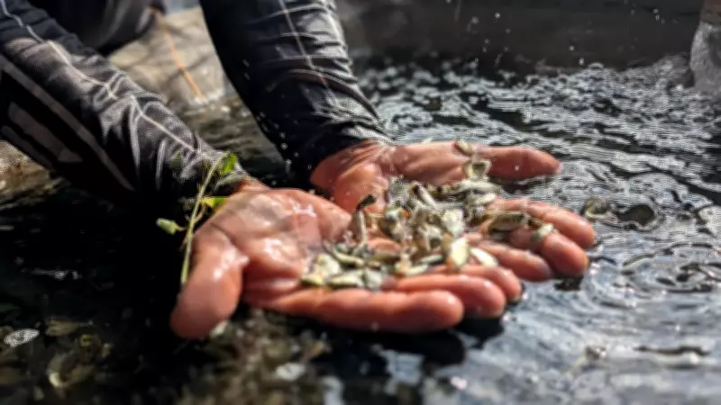 SAF distribui 250 mil alevinos para piscicultores em 8 municípios do Piauí