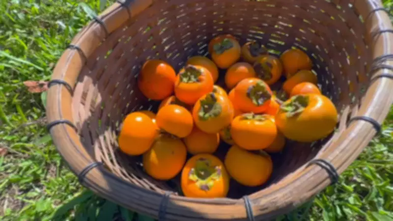 Safra de caqui promete ser maior em São Paulo com tradição familiar e turismo rural