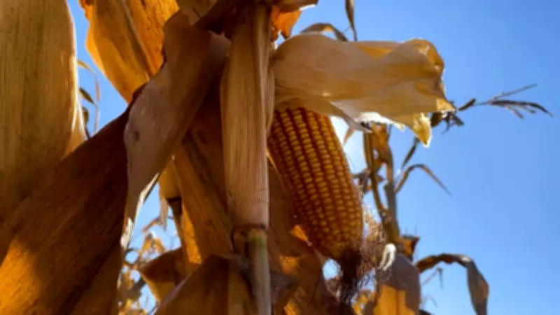 Safrinha do milho em Minas Gerais depende de chuvas para garantir produtividade recorde