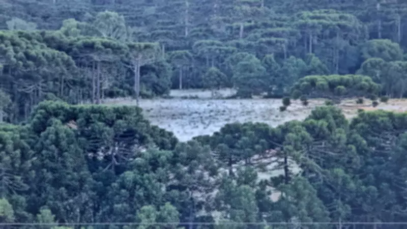 Santa Catarina registra geada intensa com temperaturas abaixo de 3ºC na Serra