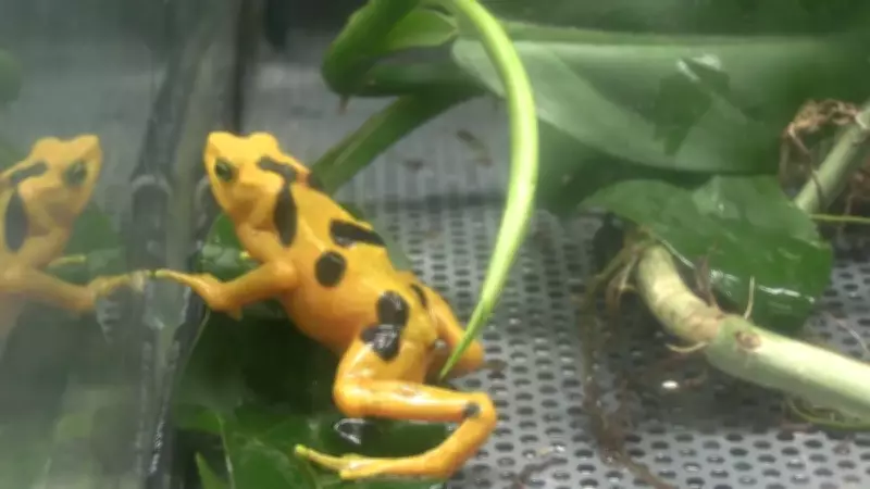 Sapo-dourado, símbolo nacional do Panamá, enfrenta risco crítico de extinção