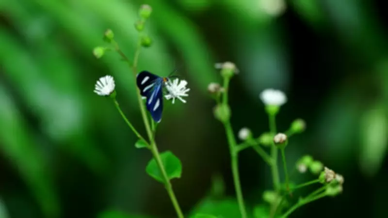 Semana Nacional da Biodiversidade incentiva registro da natureza