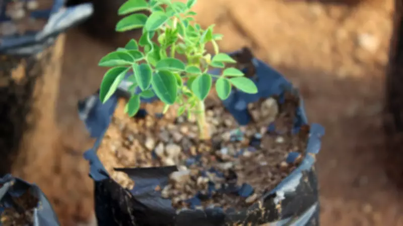 Sementes de moringa removem até 98% dos microplásticos da água, aponta estudo da UNESP