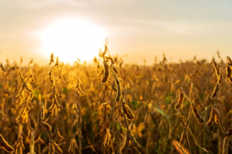 Sicoob Credisul lidera ranking nacional de crédito rural com crescimento de 277%