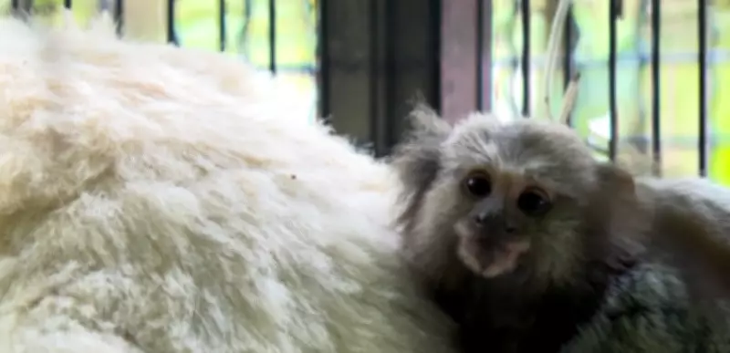 São Paulo registra resgate de um sagui por dia, em média, aponta prefeitura