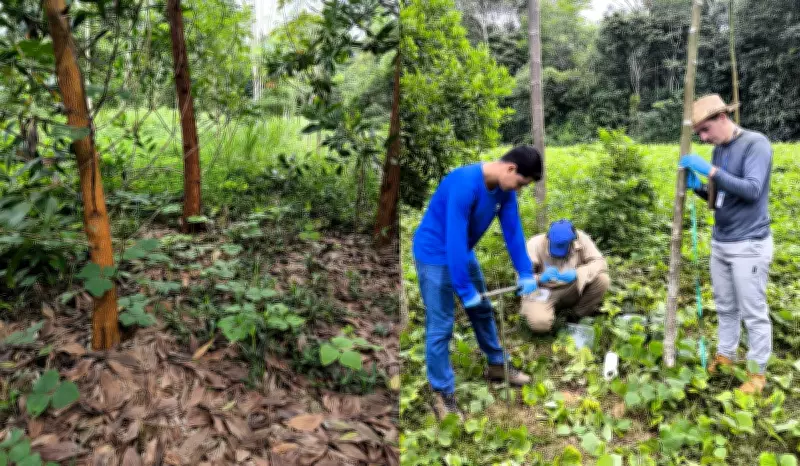 Solo ancestral da Amazônia acelera crescimento de árvores em estudo da USP