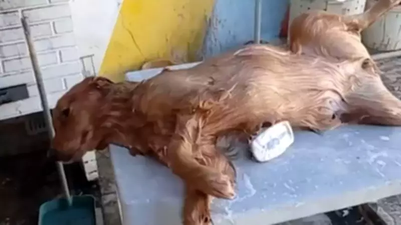 Soltando os Bichos: Programa Deste Domingo Apresenta Momentos Divertidos com Pets