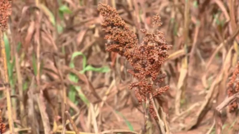 Sorgo ganha espaço como alternativa econômica e resistente após soja no noroeste paulista