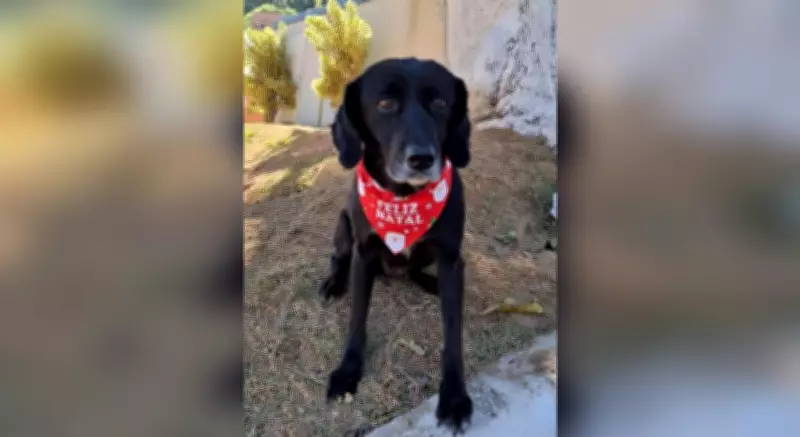 Sorocaba abre inscrições para castração gratuita de cães e gatos em maio
