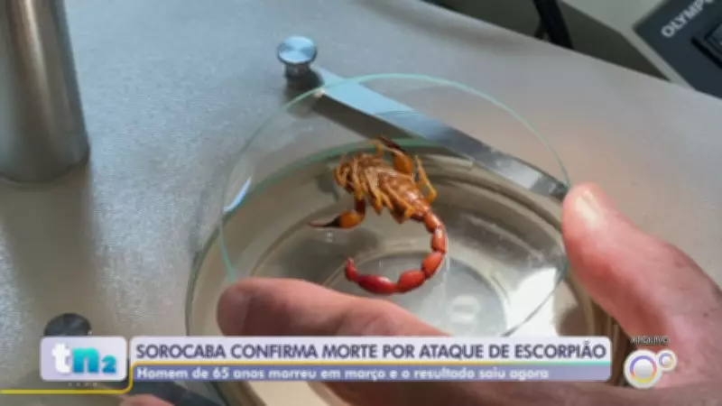 Sorocaba registra primeira morte por picada de escorpião em 2026; casos disparam