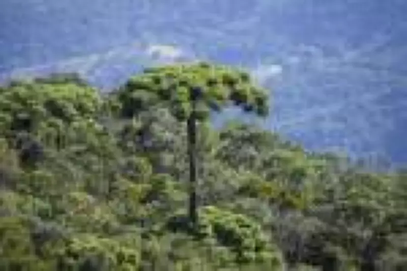 SP paga até R$ 36 mil a produtores para salvar araucária da extinção