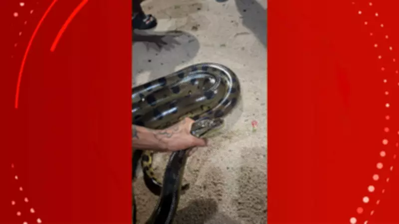Sucuri de 2,5 metros é resgatada por bombeiros em balneário de Porto Grande, no Amapá